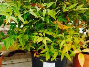 Elm Tree Farm Garden Nursery & Tea Room