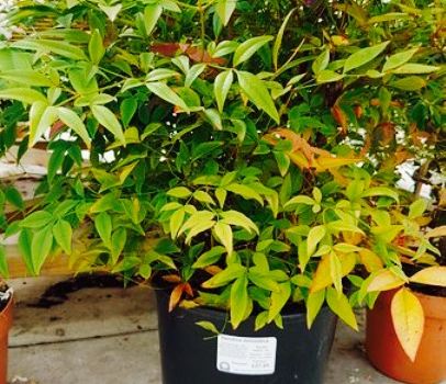 Elm Tree Farm Garden Nursery & Tearoom