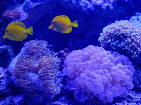 Jakarta Aquarium & Safari