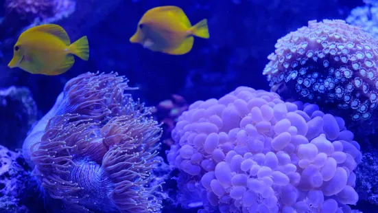 雅加達多媒體水族館