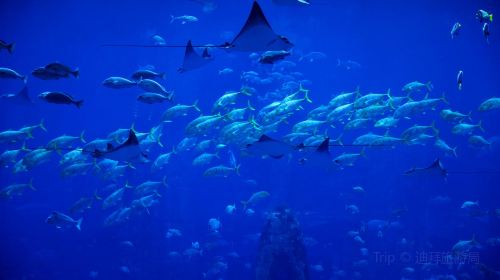 杜拜失落的空間水族館