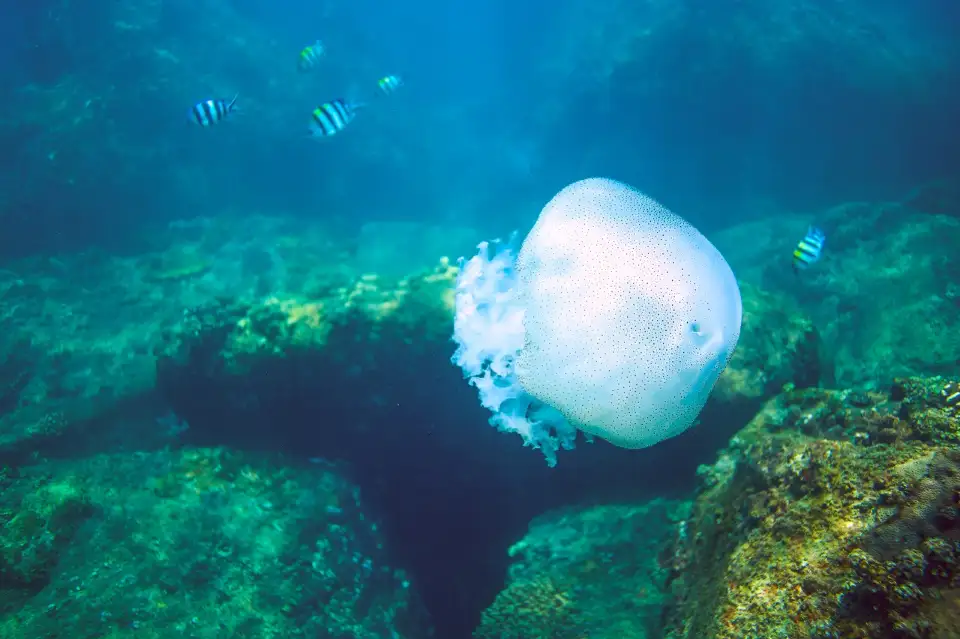 5_Wuzhizhou Island Diving
