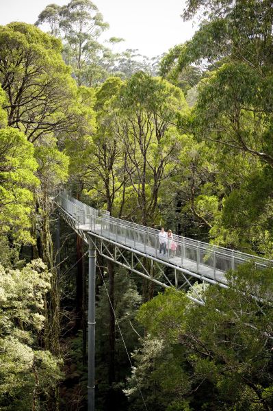 Otway Fly Treetop Adventures