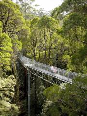 Otway Fly Treetop Adventures