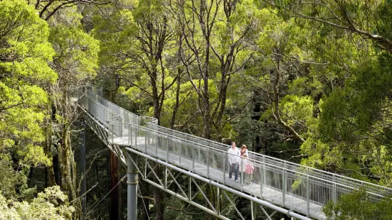 Otway Fly Treetop Adventures