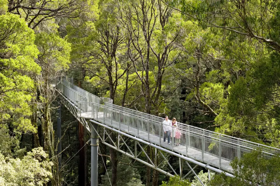 Otway Fly Treetop Adventures