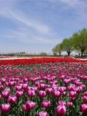 Yinchuan Flower Expo