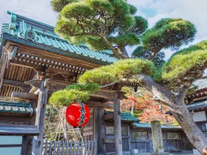Hasedera