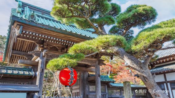 Hasedera