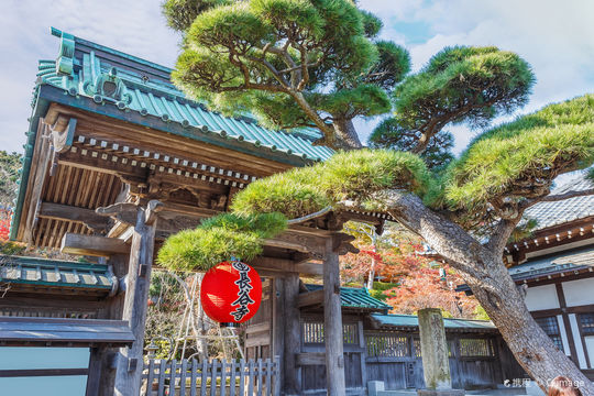 Hasedera