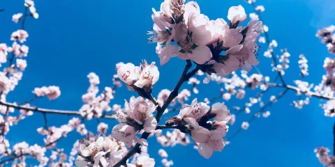 公主府公園