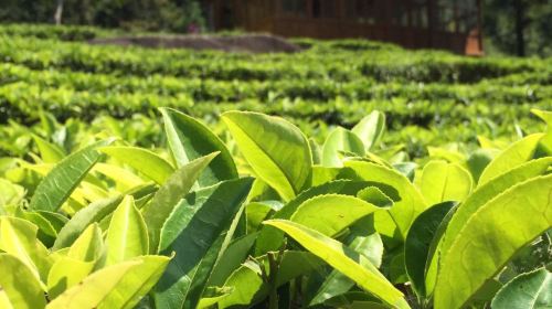 Tea Garden of the Fang Family