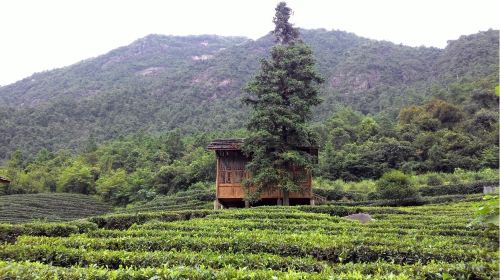 Tea Garden of the Fang Family