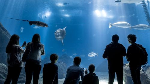 Lisbon Oceanarium