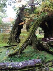 Three-generation Tree and Elephant Trunk Tree