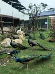 小池培斜萌寵動物園