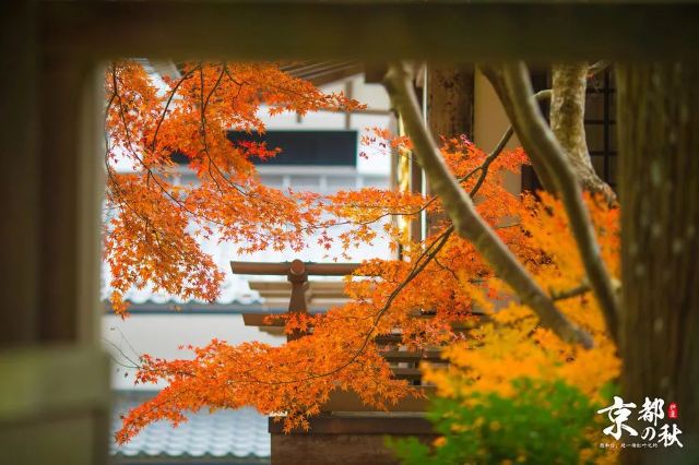 京都賞楓地圖出爐 15大小眾紅葉景點全攻略 再不出發就晚了 遊記攻略 Trip Com遊玩攻略