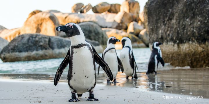 Boulders Beach