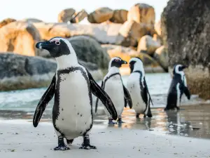 Boulders Beach