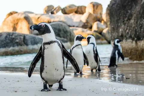 Boulders Beach