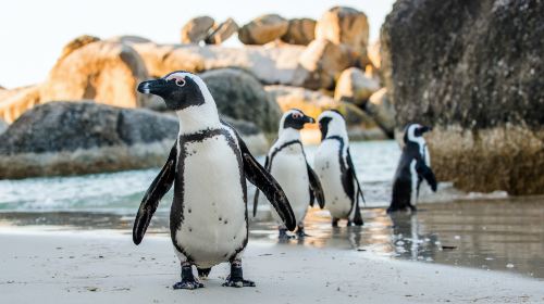 Boulders Beach