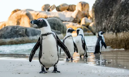 Boulders Beach