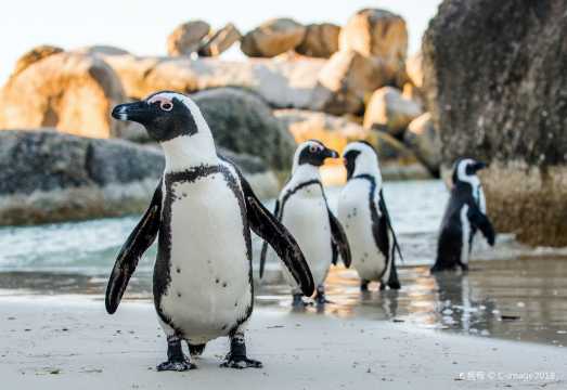 Cape Town Day Tour to Cape of Good Hope & Penguin Island (8-15 People Group)
