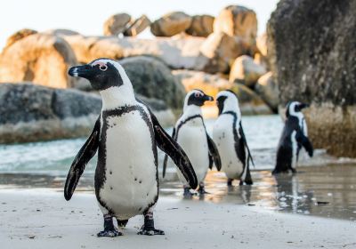 Boulders Beach