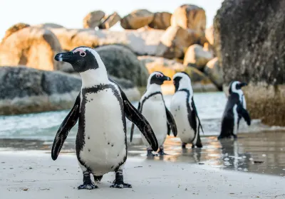 Boulders Beach