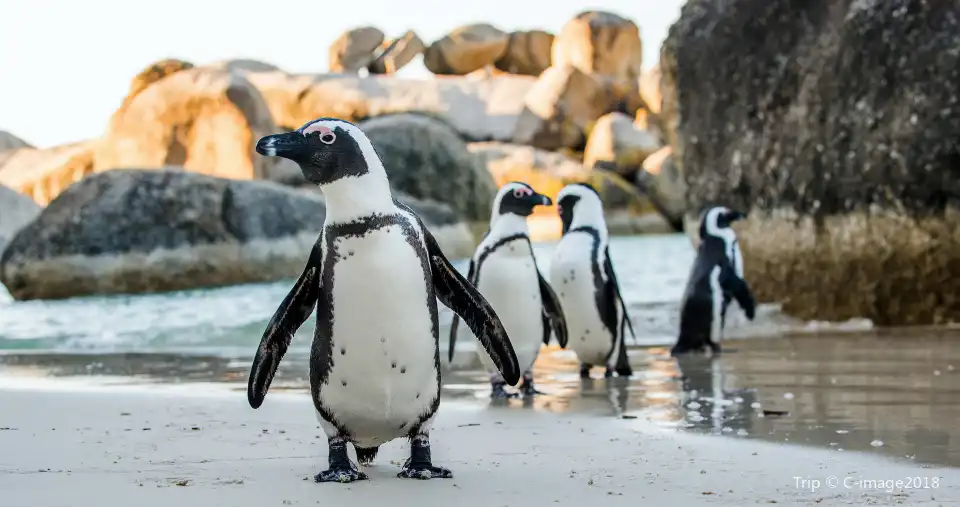 1_Boulders Beach