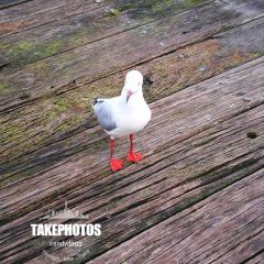 Cicerello's Mandurah User Photo