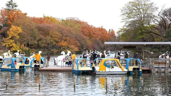 Inokashira Pond