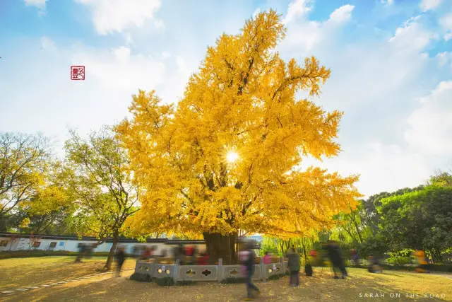 상하이 은행나무 구경