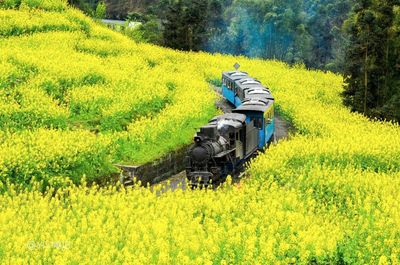 Jiayang Narrow-Gauge Train