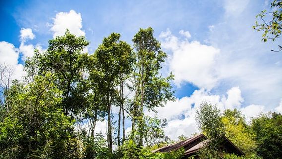 Rhino Land of The Pu'Er National Park