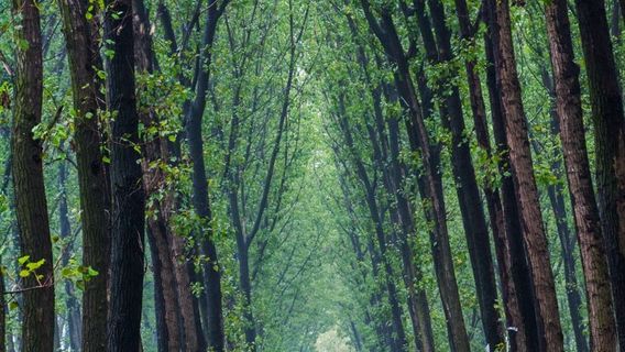 Shangqiu Huanghegudao National Forest Park