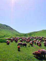 Tohulasu Grassland