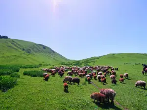 Tohulasu Grassland