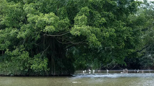 Jiangmen Bird Watching