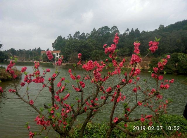 Nanguo Peach Garden