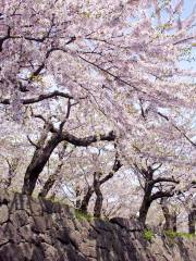 Maruyama Park