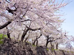 Top 5 Spring Outings in Sapporo
