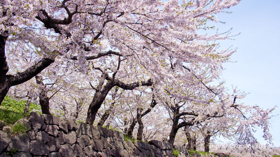 Sapporo