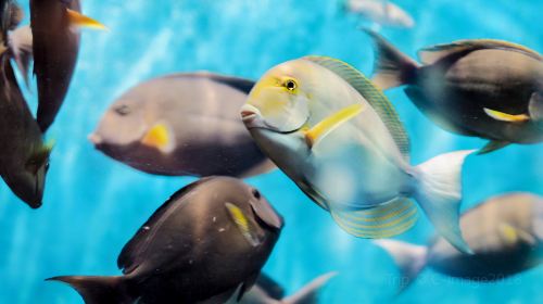 普吉水族館