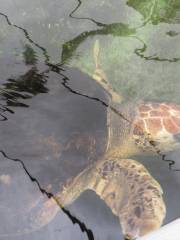 ガルフ・スペシメン水族館