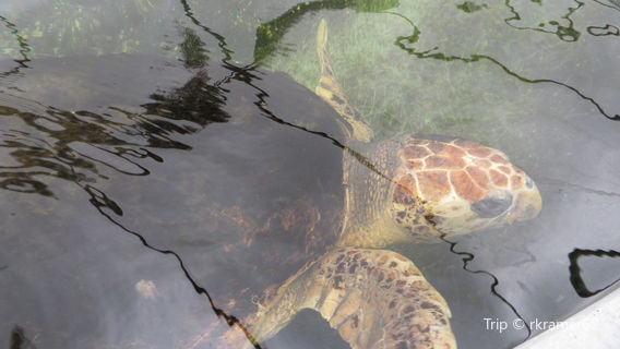 Gulf Specimen Aquarium