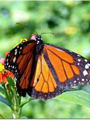 The Butterfly Farm