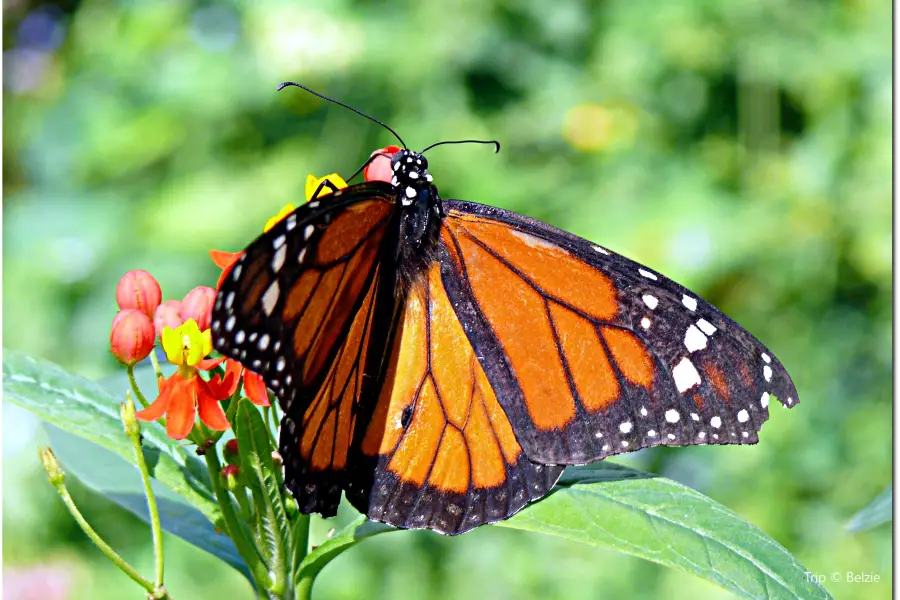 The Butterfly Farm