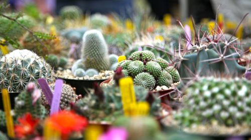 沙漠植物園