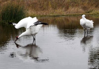 International Crane Foundation